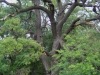 Stejar multisecular Padurea Letea - 500 ani
