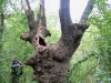Stejar multisecular Padurea Letea - 700 ani