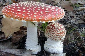 Ciuperci otravitoare necomestibile | Muscarita | Palaria sarpelui