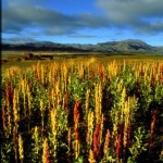 Plantatie de quinoa