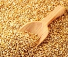 Quinoa, cereala incasilor